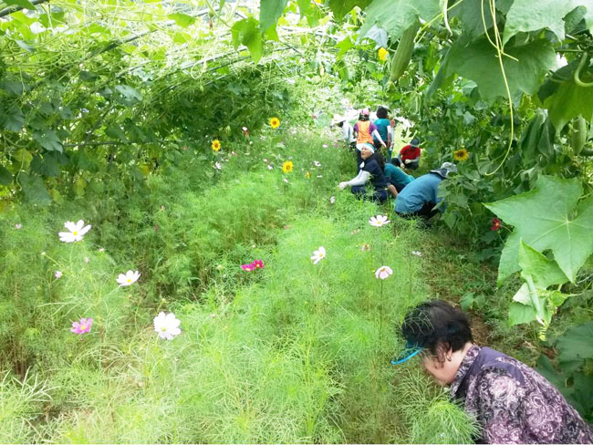김해시 '장유3동 행복한 꽃밭' 놀러오세요!