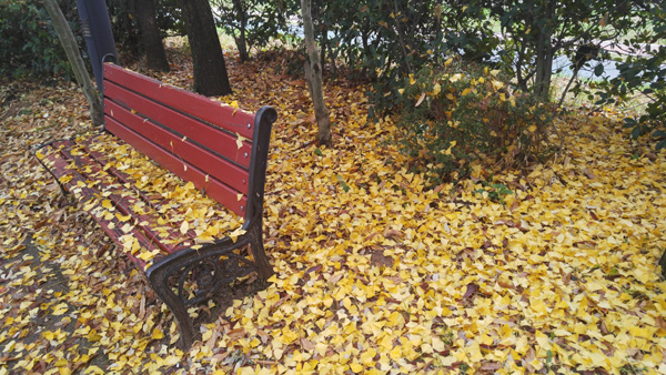 주인 없는 대한민국의 오늘을 보여 주듯… 주인 없는 벤치에 변해버린 낙엽들만 쌓여 있다