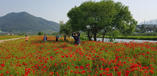 김해 조만강 꽃양귀비 붉은 물결 장관