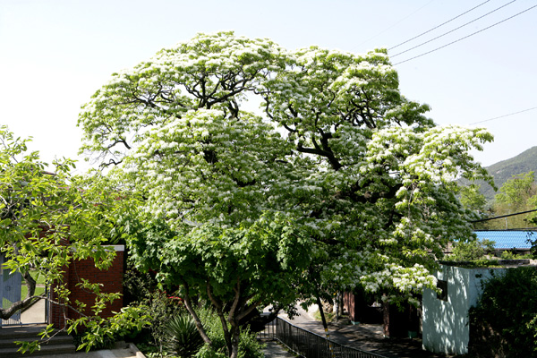 천연기념물 제185호로 지정된 한림신천리 이팝나무.
